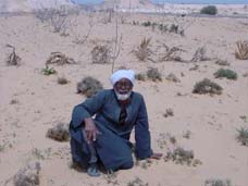 Bedouin nursery. Mr Kremish, one of the earliest project collaborators, has been growing Artemisia for ten years for his own use. He is the Centre's main source for wild Artemisia and Teucrium. Near El Hammam, Egypt. Photo: Meg Gawler