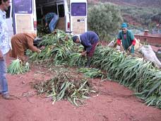 Reception of seedlings of iris at the Village of Tororte in Morocco.