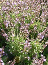 Salvia officinalis, Algrie; utilise pour les refroidissements, les maux de gorge et lasthme; Photo Meg Gawler