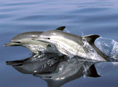 Delfines comunes. Foto: UICN.