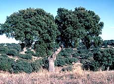 Encina (Quercus ilex) y paisaje adehesado detrás. Foto: CENEAM - O.A. PARQUES NACIONALES. Autor: José Luis Rodríguez.
