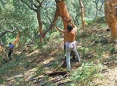 Unos de los beneficios de los bosques mediterráneos para las comunidades locales es la extracción del corcho. Foto: CENEAM - O.A. PARQUES NACIONALES. Autor: Fon-3.
