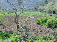 حديقة لمستفيد من البرنامج في تونس مع سياج حديدي و قفير نحل و أشجار فاكهة. تصوير: ميغ غاولر