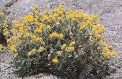 Photo: CD Priority Habitats of Valencian Community. (Helianthemun squamatum)