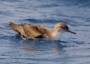 Balearic shearwater (Puffinus