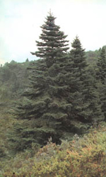 Credits: Forest in Ichkeul (Morocco)