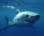 credits: Jeremy Stafford. White Shark protected in the Mediterranean under the Barcelona Convention.