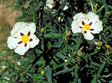 Jara pringosa (Cistus ladanifer). Foto cedida por CENEAM - O.A. PARQUES NACIONALES. Autor : Antonio Moreno Rodriguez.