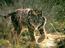 Lince Ibérico. Foto cedida por Junta de Andalucia