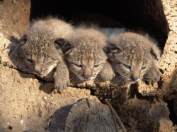 The three new cubs of Iberian lynx: Brezo, Brecina and Brisa. Photo: Junta de Andalucia.