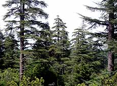 Bosque en Ifrane (Marruecos). Foto: UICN.